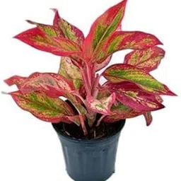 Herb Aglaonema Plant for Indoor with Grow Bag (Multicolor, 170mm) (G N_481)-picture-26