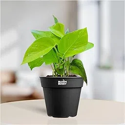 Good Luck Money Plant with Black Pot – Live Indoor Plant for Home & Office Decor, Easy Care Air Purifying Plant image 1
