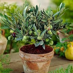 Eroanvia Live Sweet Olive Outdoor Plant Healthy Hybrid Live Plant For Home Garden-image-2