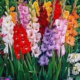 radha krishna agriculture Radha Krishna Agriculture® Imported Flower Bulbs varity summer Season Bulbs For Your Garden Pack of 5 (Gladiolus flower bulbs)-picture-12