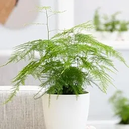 Mphmi Seedless Plant Indoor Plants Best Asparagus Fern Plants (Pack of 4)-image-24