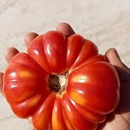 Madhav Pragya Agro Heirloom Deshi Kashi Tomato Seeds (50 Seeds)-picture-10