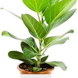 Bargad Live Plant Banyan Tree Outdoor Plant For Garden with black plastic pot (pack of one)-picture-18
