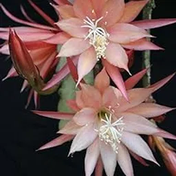 Rare Exotic Live Brahma Kamal All Colour Flower Plant | Queen Of Night Bloom | Special Himalayan Variety Pack of 1-image-76
