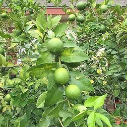 IXORA Nimbu Kagzi Lemon All Time Lemon Variety Fruit (Air Layering/Grafted) Live Plants & Tree(1-2 Ft Size)-image-16