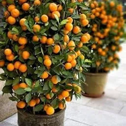 BISWAS PLANTS HOUSE ' All Season Chinese Comla/Orange Plant "GRAFTED" Fruit Live Plant (Pack of-1) Healthy Lemon Plant WB8I7T-image-9