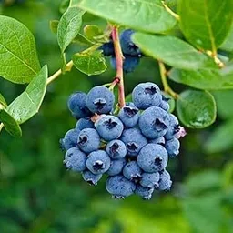 SJ STOCKS® Live Rare Blueberry Fruit Plant I With Growbag-picture-16