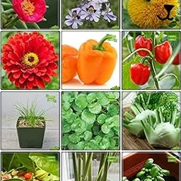 Creative Farmer Seeds Combo Herb Seeds & Flower Seeds : Portulaca, Schizanthus Angel Wings Mix, Helianthus Teddy, Zinnia Elegance, Capsicum Orange, Capsicum Red, Garlic Chives, Water Cress, Fennel Folrance, Ashwagandha, Lemon Grass, Basil Green Terrace Gardening-picture-13