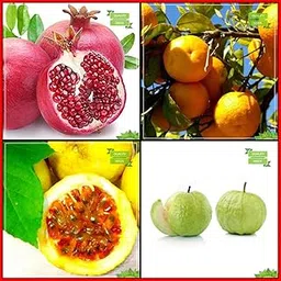 Creative Farmer Garden Seeds Combo Fruit : Pomagranate, Orange, Passion Fruit - Yellow, Thailand Guava Tree Seeds For Gardening-image-53