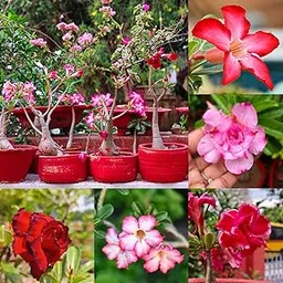 Desert Rose Adenium Seeds, Pack of 10, Mixed Colours, Flowering Plant Seeds for Indoor Garden, Easy to Grow-picture-23