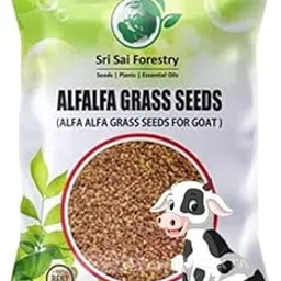 SRI SAI FORESTRY Lucerne Alfalfa Grass Seeds - Alfalfa Grass Seed (Pack of 2-800 Seed Each) Multi Cut Grass for Cow and Goat-image-5