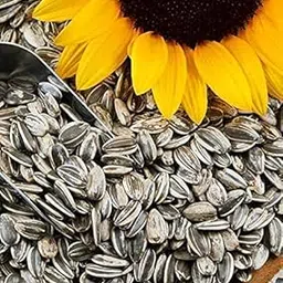 Sunflower Seeds/Imported/Big Size/Large Size Sunflower Seeds for Gray Parrot,Indian Parrot, Macaw,Cockatoo and Exotic Birds (1 KG)-picture-28