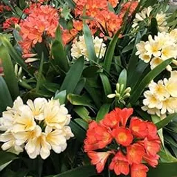 Radha Krishna Agriculture® Clivia Multicolor flower plants bulbs for Summer season Your Home Gardening & Outdoors Pack of 1-image-63