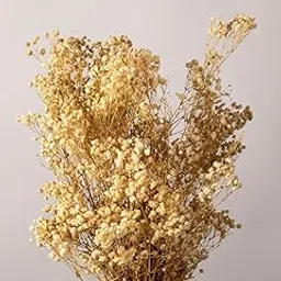 Whispering Homes Preserved Babysbreath Dried Flower for Home Decor | White | 5 Stems | Flowers for Vases-picture-11