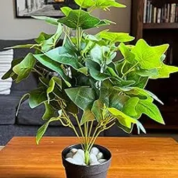 Blooming Floret Artificial Japanese Ivy Plant for Interior Decor/Home Decor/Office Decor/Gifting | with Basic Black Pot | 48.3 cm Short Ornamental Plant | Natural Looking | Durable-picture-10