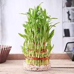 Mphmi NCR Live Plants 5 Layer Lucky Bamboo Plant in a Bowl with Pebbles-picture-16