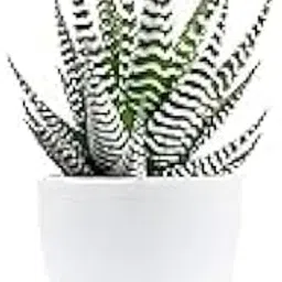 Zebra Haworthia Succulent Live Plant with Nursery Pot-picture-20