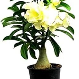Mphmi Plants Amazingplant Adenium Yellow Double(Grafted) - Adenium Lemon Ice, Adenium Obesum, Desert Rose Plant-image-7