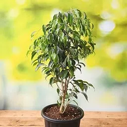 Mphmi Nursery Delhi Plant NCR Ficus Infectoria, White Fig - Plant Iceland-picture-26