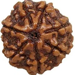 Dine Gems Seven Mukhi Rudraksh 7 Faced Nepal Bead Original Certified Saat Mukhi Rudraksha Original Nepal Seven Faced Rudraksh for Astrological Purpose-image-26