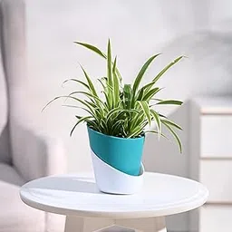 UGAOO Spider Plant Indoor Live Plant for Home with Atlantis Self Watering Pot (Teal, Small)-picture-13