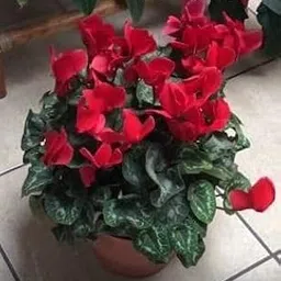 Radha Krishna Agriculture® Aromatic Red Cyclamen Flower Bulbs For Outdoor & Indoor Gardening (Pack Of 2 Flower Bulbs)-image-60