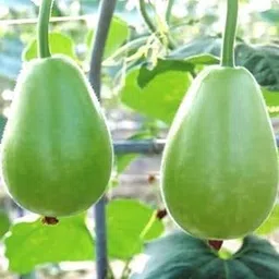 Bottle Gourd Round Seeds Vegetable Hybrid for Home Garden for Planting (50 Seeds)-picture-12