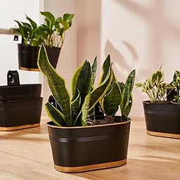 Amazon Brand - Solimo Hanging Metal Planters (Set of 6, Black) – Oval Pots for Balcony, 15 x 25 x 13 cm, Terrace & Indoor Railings, Holds up to 5 kg-image-31