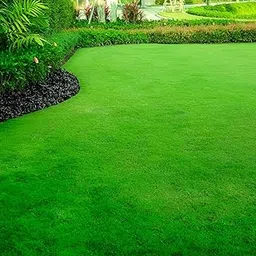 Fast-Growing Mexican Grass Seed Blend, All-Season Lawn Coverage, Drought-Tolerant, Rich Green, Thick Turf, Perfect for Home and Outdoor Spaces, 5000 Seeds-picture-33