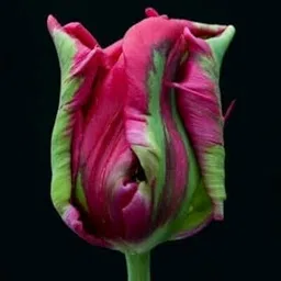 Oakwood Farms® Tulip Imported Flower Bulbs For Outdoor Gardening Pack of 5 bulbs (PINK WITH GREEN)-picture-36
