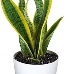 GiftedGreens Live Snake Plant with Free Pot | Sansevieria trifasciata | Elegant Air-Purifying Houseplant | Low Maintenance Indoor Decor | Ideal for Home and Office-image-98