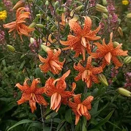 Mphmi Seedless Plant Plants Lilium Lancifolium, Tiger Lily (Mix Color) - Bulbs (set of 5)-picture-36