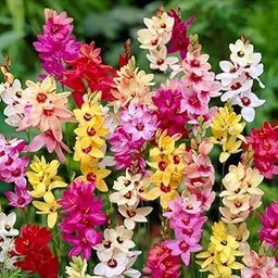 Ixia Hybrid Flowering Bulbs (Pack of 1) Imported & F1 Hybrid Flowering Bulbs for Planting Multicolor By Flora Seeds-picture-62