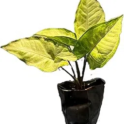 EARTH EDEN EMPORIUM Syngonium Podophyllum Live Plant – Low-Maintenance Air-Purifying Indoor Plant – Decorative Green Foliage for Home, Office & Balcony (Green, 1, count)-image-95