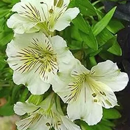 Oakwood Farms � Imported Alstroemeria White Color Flower Bulbs For Your Garden (Pack Of 1 Bulbs)-image-15