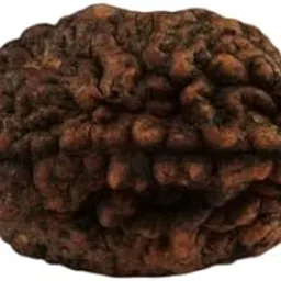 TRINETRA GEMS STONE Two Face Rudraksha For Make Pendant Mala 2 Mukhi Rudraksha From Nepal Superb Do Mukhi Rudraksha IGL Lab Certified Natural Brown दो मुखी रुद्राक्ष For Women image 1