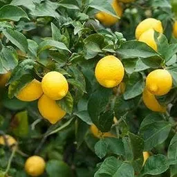 Creative Farmer Live Plant Lemon Elumicchai (Tamil) Kaffir Lime Home Garden Plant(1 Healthy Live Plant) (PLANT-53-LEMON144ll@)-picture-19