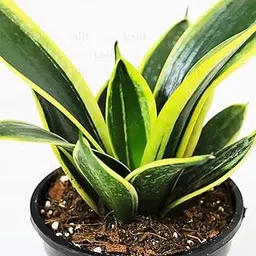 Sansevieria Golden Hahnii Snake Plant Without Self Watering Pot Pack Of 1-image-0