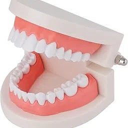 Myaskro® - Dental Teeth Model | Premium Typodont, Denture Demonstration Model | Master Dental Anatomy With This Dental Model-picture-19
