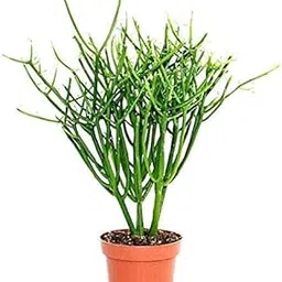 Live (Barahsingha बारहसिंघा) Pencil Cactus, (Natural Mosquito Repellent) For Home/Balcony/Garden - 1 Healthy Live Plant with Pot-picture-29