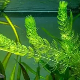 Fern live plant Pack of 15-image-7