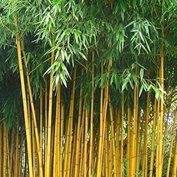 Treevia Plantation Live Live Plant Bamboo Desi Bamboo Green Outdoor Gardening Live Plant Leaves Garden Plant : 1 Healthy With Black Plastic Pot-picture-44