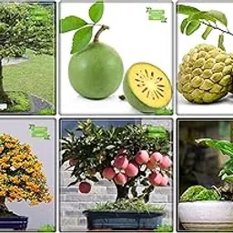 Creative Farmer Garden Decor Combo Fruit Bonsai Suitable and Bonsai Suitable : Wrightia Tinctoria, Bael, Anona Squamosa, English Walnut, Peach, Psidium Guava, Guava, Pomagranate and Others -4 Packs-image-14
