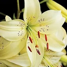 Radha Krishna Agriculture™ Asiatic lily Mix Color Flower Bulbs for Home & Kitchen Gardening (Pack Of 3)-picture-22