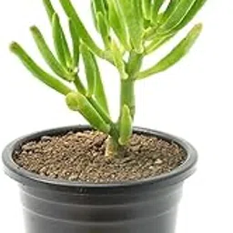 Live Good Luck Jade Gollum Healthy Live Plant with Best Air Purifying Indoor Plant for Living Room Gifting Bedroom Plants Garden Plant For Balcony Home Decor Office Desk-image-53