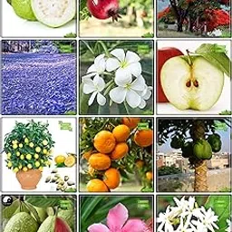 Creative Farmer Seeds Combo Tree Seeds : Jacaranda, Gulmohar, Kamini Seeds, Karavira, Parijat, Guava, Pomagranate, Apple, Citrus Seeds, Orange, Papaya, Kilo Pera Fruit Seeds For Home Garden-picture-15