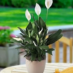 Peace Lily Live Spathiphyllum Indoor Plant for Clean Air Bedroom Corner and Living Room Space Original Plant Pack of 1-image-23
