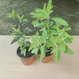 Bhajanlal Greenery Live Ayurvedic Rama And Shyama Tulsi (Pack 2) | Hari Tulsi plant | Rama | Krishna tulsi for pooja Holy plant for Garden with plastic pot-image-18