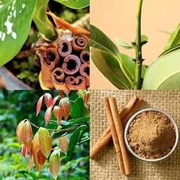 Rare&Live Grafted Darchini/Dalchini Spice Plant Big Size (Pack of 1)-image-5