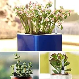 Fastlink;Plant Water Level Indicators; 30 Pack 20cm Soil Moisture Meters for Accurate Watering-picture-12